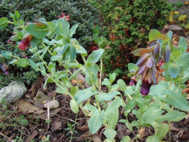 Cerinthe major var. purpurascens