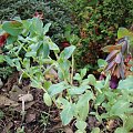 Cerinthe major var. purpurascens