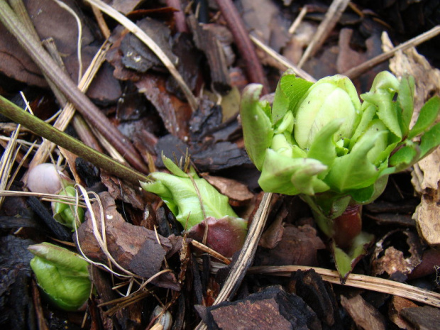 Helleborus x hybridus