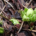 Helleborus x hybridus