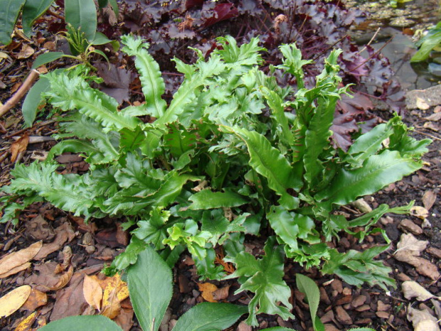 Phyllitis scolopendrium 'Cristata'