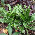 Phyllitis scolopendrium 'Cristata'