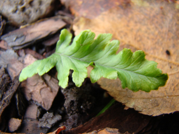 Polypodium glycyrrhiza 'Malahatense'