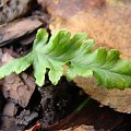 Polypodium glycyrrhiza 'Malahatense'