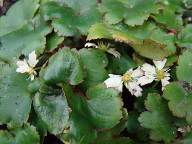 Saxifraga 'Cheap Perfection'