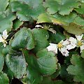 Saxifraga 'Cheap Perfection'