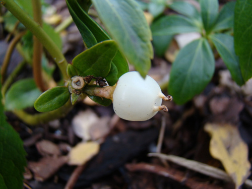 Pachysandra terminalis