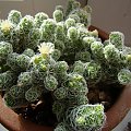 mammilaria sp