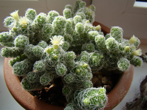 mammilaria sp