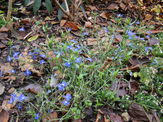 Lobelia erinus