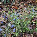 Lobelia erinus