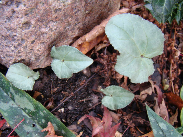 Cyclamen hederifolium