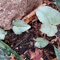 Cyclamen hederifolium