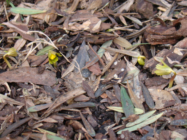 Eranthis hyemalis