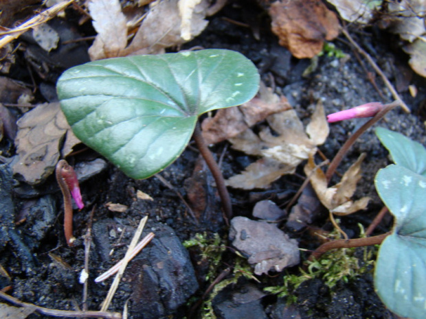 Cyclamen coum