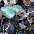 Cyclamen coum