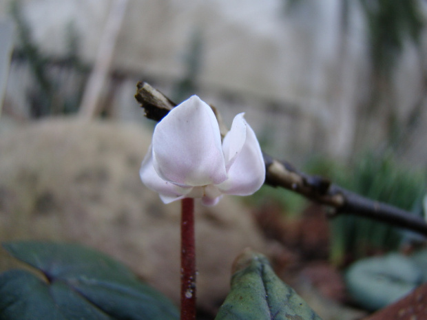 cyclamen coum w odmianie