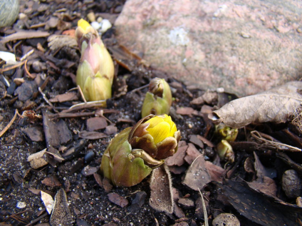 Adonis amurensis