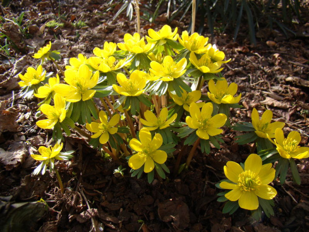 Eranthis hyemalis