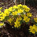 Eranthis hyemalis