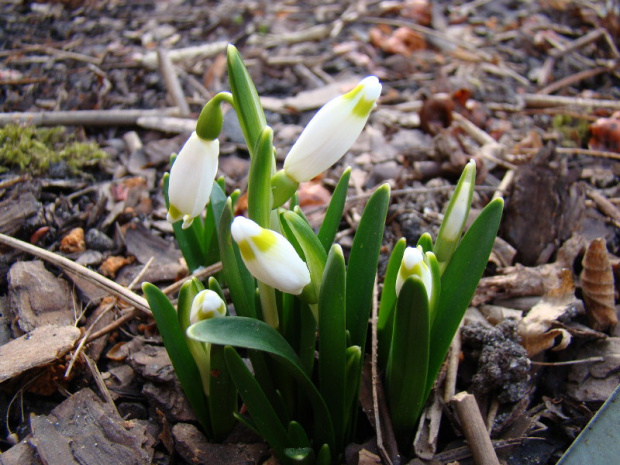 Leucojum vernum