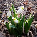 Leucojum vernum