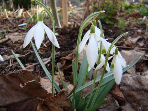 Galanthus 'Magnet'