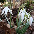 Galanthus 'Magnet'