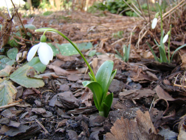 Galanthus woronowii