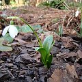 Galanthus woronowii