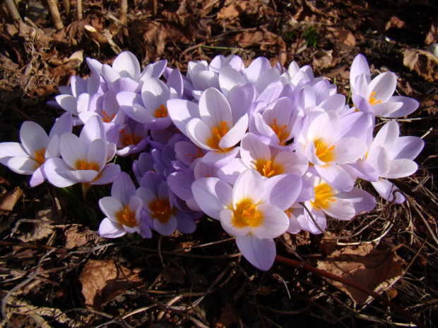 Crocus sieberi 'Firefly'