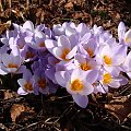 Crocus sieberi 'Firefly'