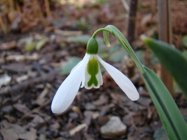 Galanthus elwesii