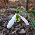 Galanthus elwesii