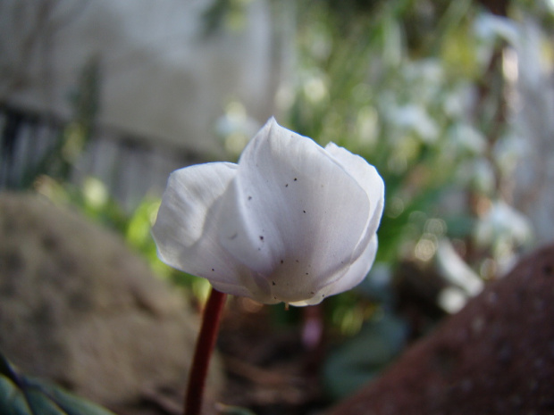 Cyclamen coum