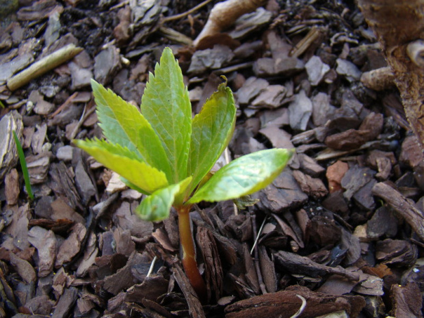 Helleborus thibetanus