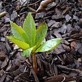 Helleborus thibetanus