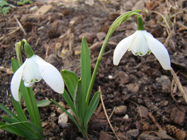 Galanthus 'Lady Beatrix Stanley'