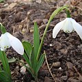 Galanthus 'Lady Beatrix Stanley'