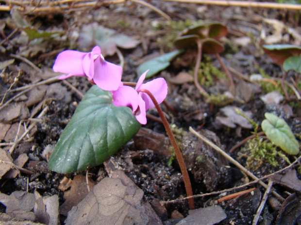 Cyclamen coum