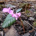 Cyclamen coum