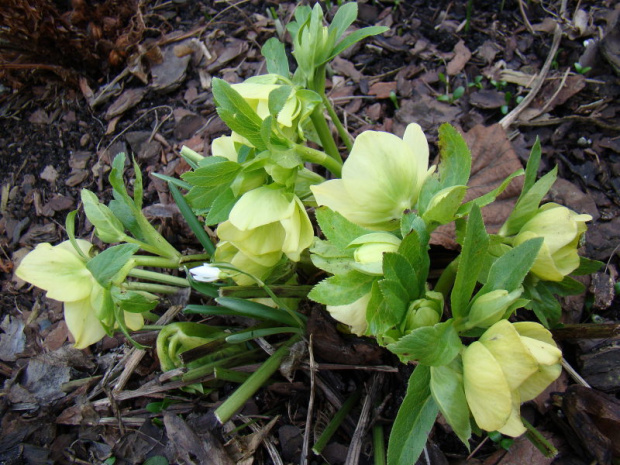 Helleborus x hybridus