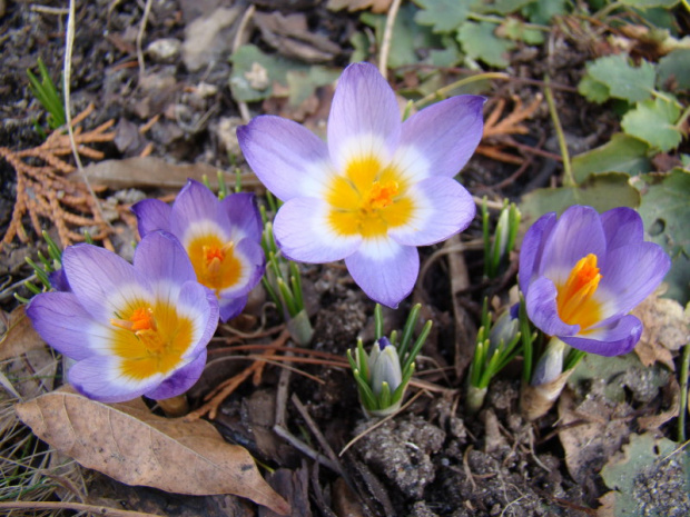 Crocus sieberi subsp. sublimis 'Tricolor'