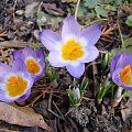 Crocus sieberi subsp. sublimis 'Tricolor'