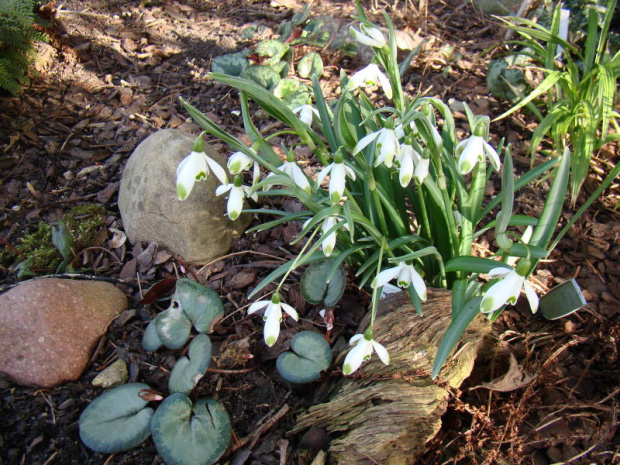 Galanthus nivalis 'Viridapice' i cyclamen coum