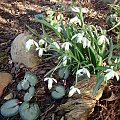 Galanthus nivalis 'Viridapice' i cyclamen coum