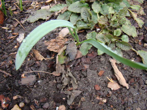 Galanthus elwesii 'Snow Fox'