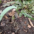 Galanthus elwesii 'Snow Fox'