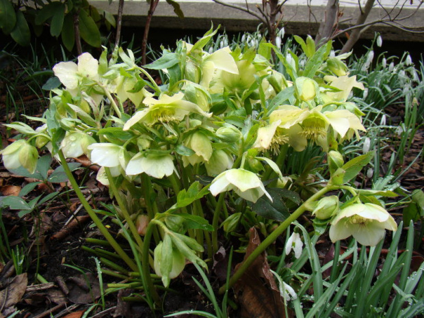 Helleborus x hybridus.