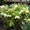 Helleborus x hybridus.